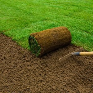 bermuda grass
